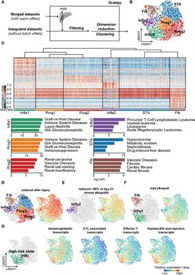 T Cells With Activated STAT4 Drive the High-Risk Rejection State to Renal Allograft Failure After Kidney Transplantation